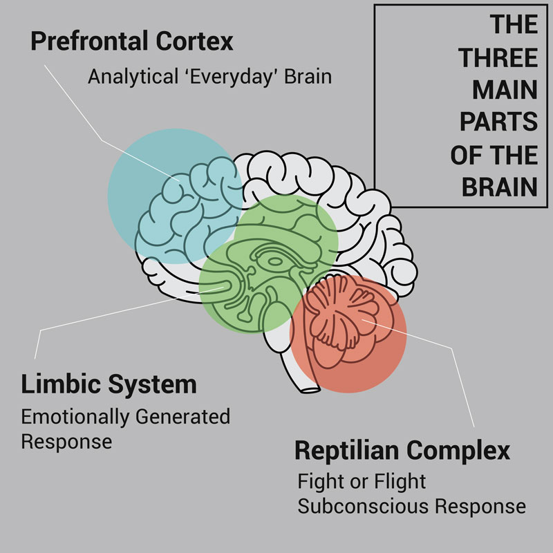 3MainPartsBrain-Info